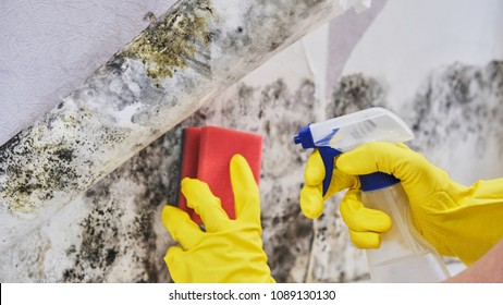 Housekeeper's Hand With Glove Cleaning Mold From Wall With Sponge And Spray Bottle - Shutterstock ID 1089130130
