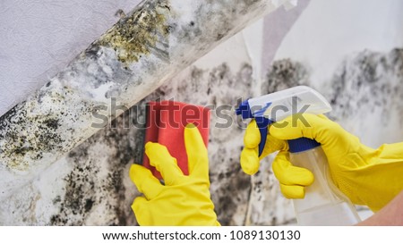 Housekeeper's Hand With Glove Cleaning Mold From Wall With Sponge And Spray Bottle