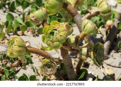 Houseleek Tree Succulent In Water Wise Planting