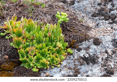 Houseleeks plants (Sempervivum ruthenicum), forever alive, Succulent plant growing among moss and lichen on granite rocks along the shores of the Southern Bug, Ukraine