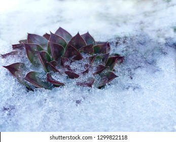 Pflanze Im Winter Images Stock Photos Vectors Shutterstock