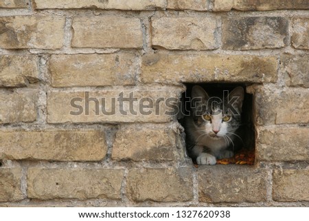 houseless Cat looking in camera from whore in the brick wall