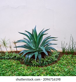 Houseplant Agave Americana Growing Behind The House