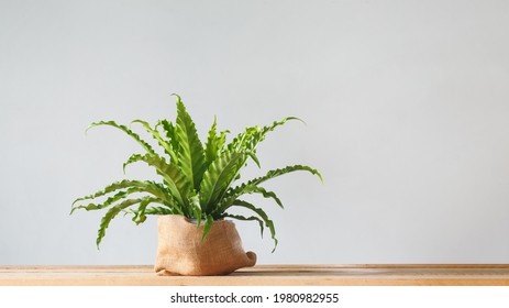Houseplant Asplenium nidus in sack pot