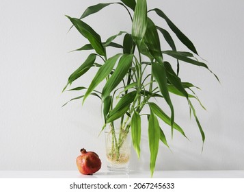 Houseplant Bamboo Plant And One Small Pomegranate In A Glass Of Water