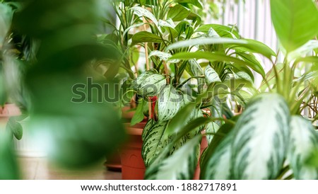 Houseplant with big green foliage in flowerpot stands on floor of greenhouse. Concept greenery cultivation.