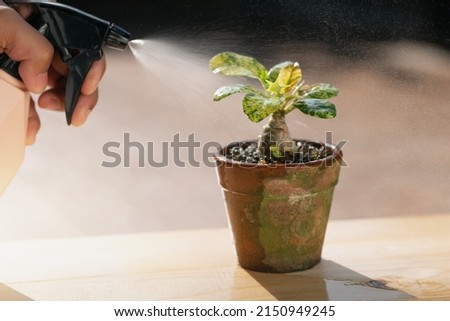 Houseplant Care. People are spraying Liquid fertilizer for the foliar feeding on the dorstenia plant. Foto stock © 