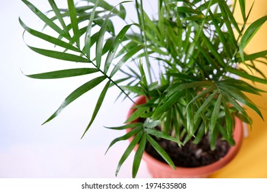 Houseplant Chamaedorea Elegans.The Leaves Of The Chamaedorea Bamboo Palm On A Yellow Background.