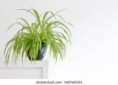 houseplant, Chlorophytum comosum in front of a light wall in a green pot, house plant, indoor plant, copy space