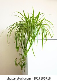 46,838 Spider plant white background Images, Stock Photos & Vectors ...