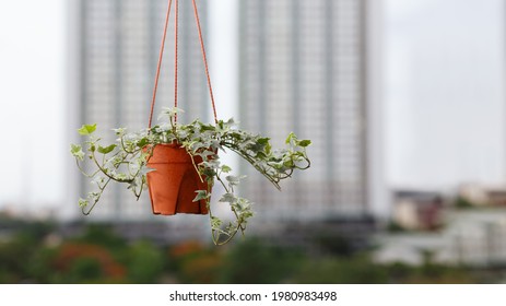 Houseplant Concept Of English Ivy Plant In Pot On Condo Or Building Background