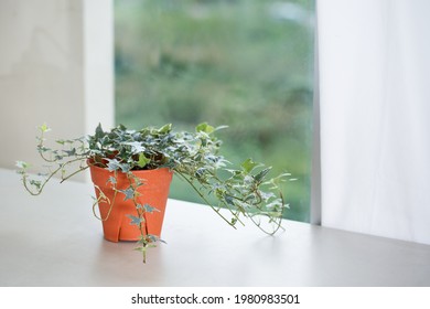 Houseplant Concept Of English Ivy Plant In Pot Beside Window And Curtain