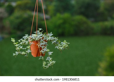 Houseplant Concept Of English Ivy Plant In Pot On Green Tree Background