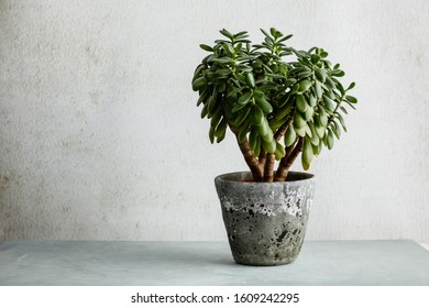 Houseplant Crassula ovata jade plant money tree opposite the white wall.