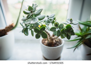 houseplant Crassula ovata jade plant money tree in white pot