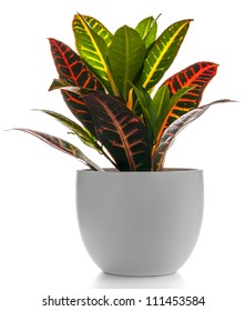 Houseplant - Croton A Potted Plant Isolated On White