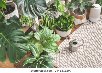 Houseplant domestic jungle garden organization fresh natural plant in pots variegated monstera at room. Home gardening tropical flower growing.  - Powered by Shutterstock