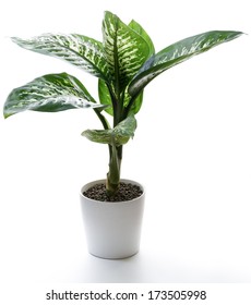 Houseplant - Dumb Cane