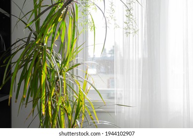 Houseplant in front of a sunlit window, dracaena - Shutterstock ID 1944102907