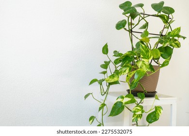 Houseplant of Golden pothos or Devil's ivy plant or Sirih Gading (Epipremnum aurum) in plastic flowerpot. Marble pattern with green, yellow gradation color. Home interior.