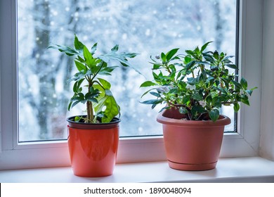 Houseplant Inside On The Windowsill  During Winter Time