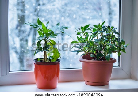 Houseplant inside on the windowsill  during winter time