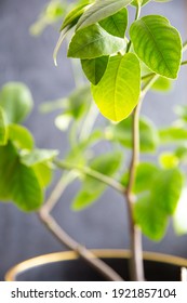 Houseplant Lemon Tree In Flower Pot Lit By The Sun On Gray Background.