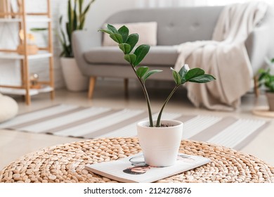 Houseplant And Magazine On Wicker Ottoman In Light Living Room