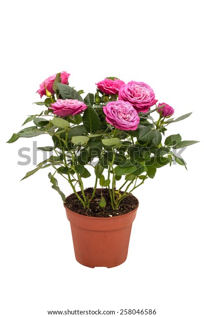 白い背景に茶色の鉢に鉢植えのミニバラと小さなピンクの花 の写真素材 今すぐ編集
