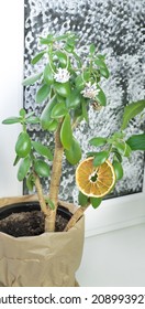 Houseplant Money Tree With Natural Christmas Decorations Dry Orange Slices And Cones, As An Alternative To The Christmas Tree. Eco-friendly Christmas Decor And No Waste Tree.