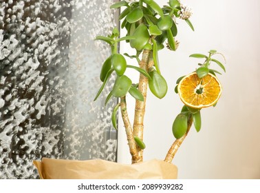 Houseplant Money Tree With Natural Christmas Decorations Dry Orange Slices And Cones, As An Alternative To The Christmas Tree. Eco-friendly Christmas Decor And No Waste Tree.