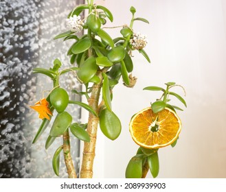 Houseplant Money Tree With Natural Christmas Decorations Dry Orange Slices And Cones, As An Alternative To The Christmas Tree. Eco-friendly Christmas Decor And No Waste Tree.