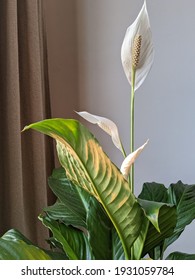 Houseplant Peace Lily And Leaves