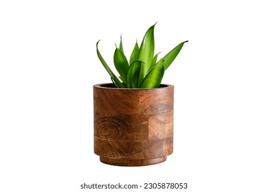 Houseplant Sansevieria Black Dragon in a flower pot against a white brick wall, isolated on white background. Home plant on white table, closeup