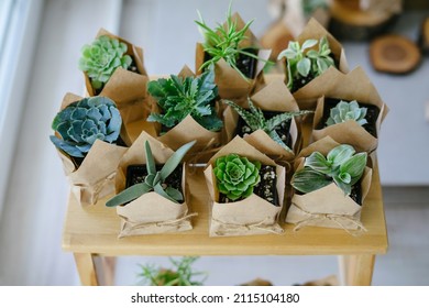 Houseplant store. A large set of indoor small plants. Flower shop. Succulents in an eco paper bag. Eco friendly reusable eco bag and succulents. Wooden sawn.
