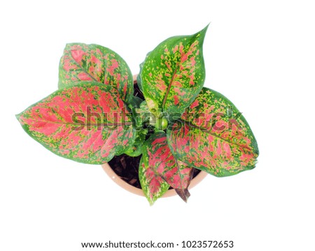houseplant top view isolated on white background