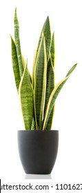 Houseplant - Variegated Snake Plant A Potted Plant On A White Background