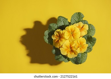 Houseplant yellow primrose in a pot on a yellow background with hard shadow and copy space. - Shutterstock ID 2127522161
