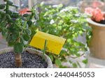 Houseplant with yellow sticky paper to attract fungus gnats