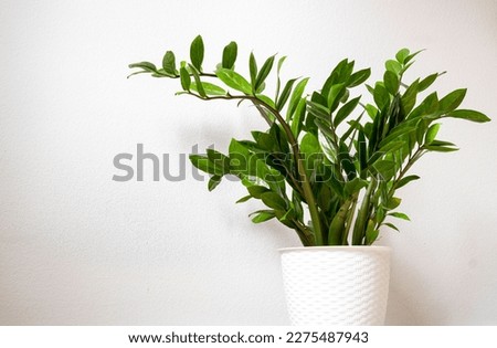 Houseplant Zamioculcas on white flowerpot, this plant also known as Zanzibar gem. Suitable for decorating your home and office.