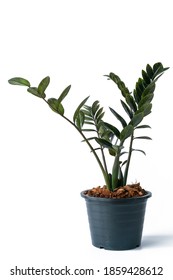 Houseplant - Zamioculcas Zamiifolia Black ZZ Plant Rare Aroid Air Purifier in plant pot, Vertical isolated over white.
