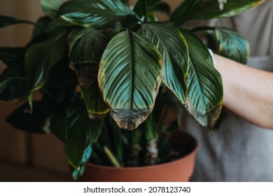 Houseplants diseases. Indoor plants Diseases Disorders Identification and Treatment, Houseplants sun burn. Female hands cutting Damaged Leaves from potted Spathiphyllum Sensation houseplant.