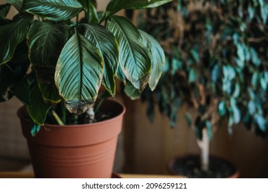 Houseplants diseases. Indoor plants Diseases Disorders Identification and Treatment, Houseplants sun burn. Female hands cutting Damaged Leaves Seletive focus - Powered by Shutterstock