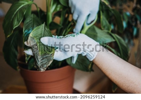 Houseplants diseases. Indoor plants Diseases Disorders Identification and Treatment, Houseplants sun burn. Female hands cutting Damaged Leaves Seletive focus