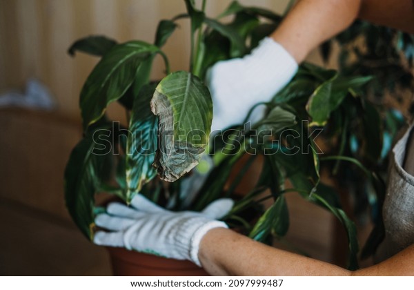 Houseplants diseases. Indoor plants Diseases\
Disorders Identification and Treatment, Houseplants sun burn.\
Female hands cutting Damaged Leaves from potted Spathiphyllum\
Selective focus