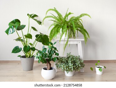 756 Ficus Ginseng Images, Stock Photos & Vectors | Shutterstock