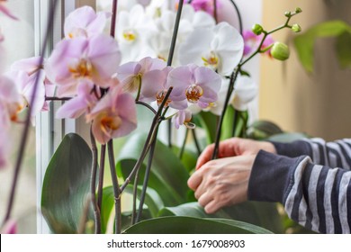 胡蝶蘭 の画像 写真素材 ベクター画像 Shutterstock