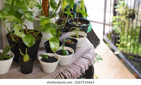 Houseplants in pot in outdoor with table - Shutterstock ID 2267114661