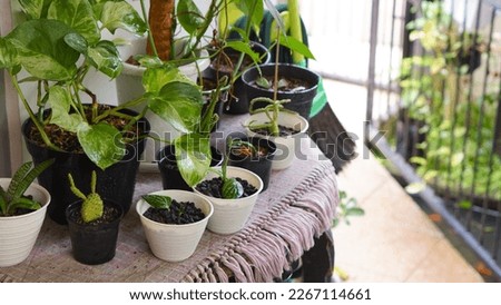 Houseplants in pot in outdoor with table