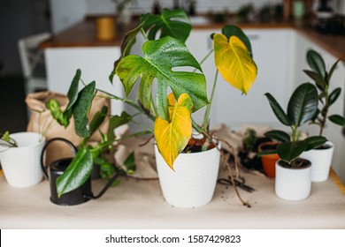 Houseplants standing on table at home, kitchen on background. Sick monstera plant on foreground with yellow leaves. water or wrong temperature, gardening concept